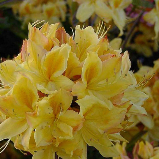 Rhododendron Knap-Hill 'Golden Sunset' * - Azalée hybride caduque jaune