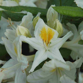 Rhododendron Knap-Hill 'Persil' * - Azalée hybride caduque blanc