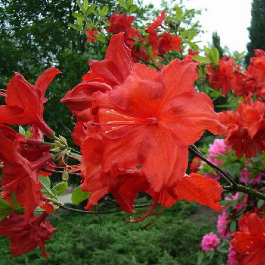 Rhododendron mollis 'Hotspur Red' * - Azalée de Chine caduque rouge