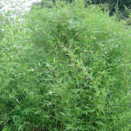 Phyllostachys bissetii - Bambou vert