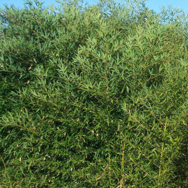 Phyllostachys bissetii - Bambou vert
