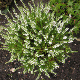 Calluna vulgaris 'Stéfanie' - Bruyère commune blanche - Brande