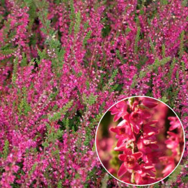 Calluna vulgaris 'Allegro' - Bruyère commune rouge - Brande
