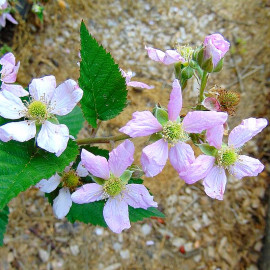 Rubus x 'Chester Thornless' - Mûre géante tardive - Ronce sans épines