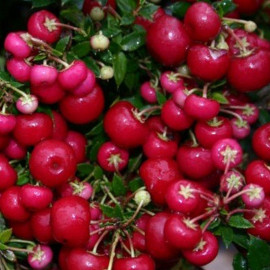 Pernettya mucronata 'Bell's Seedling' - Gaultheria rouge