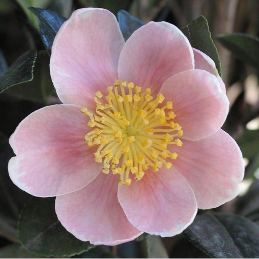 Camellia sasanqua 'Cleopatra' * - Camélia d'automne rose