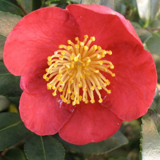 Camellia sasanqua 'Yuletide' * - Camélia d'automne rouge