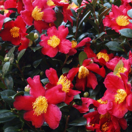 Camellia sasanqua 'Yuletide' * - Camélia d'automne rouge