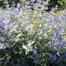 Caryopteris clandonensis 'Heavenly Blue' - Barbe-bleue