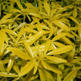Choisya dumosa 'Goldfingers'® - Oranger du Mexique jaune d'or