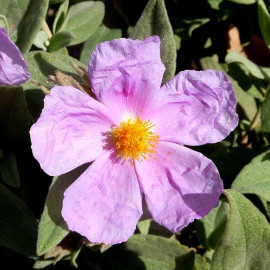 Cistus albidus - Ciste cotonneux - Rose du soleil
