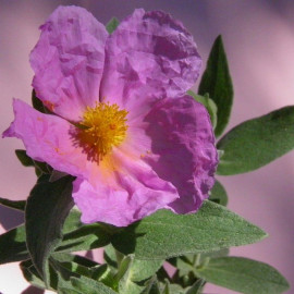 Cistus 'Violette' - Ciste argenté - Rose du soleil 'Peggy Sammons'