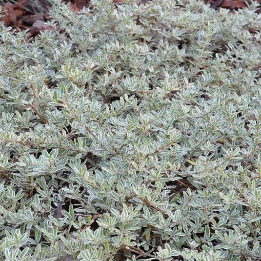 Coprosma kirkii 'variegata' - Coprosme panaché couvre-sol