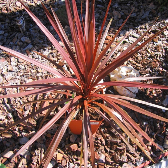 Cordyline 'Red Star' - Dracaena australis pourpre