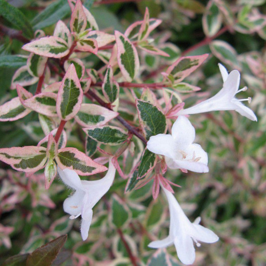 Abelia x grandiflora confetti® 'Conti' - Abélia panaché blanc