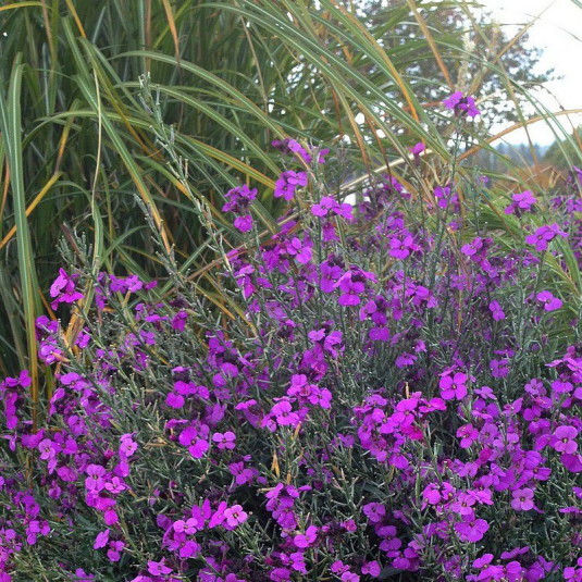 Erysimum linifolium 'Bowles Purple' - Giroflée pourpre