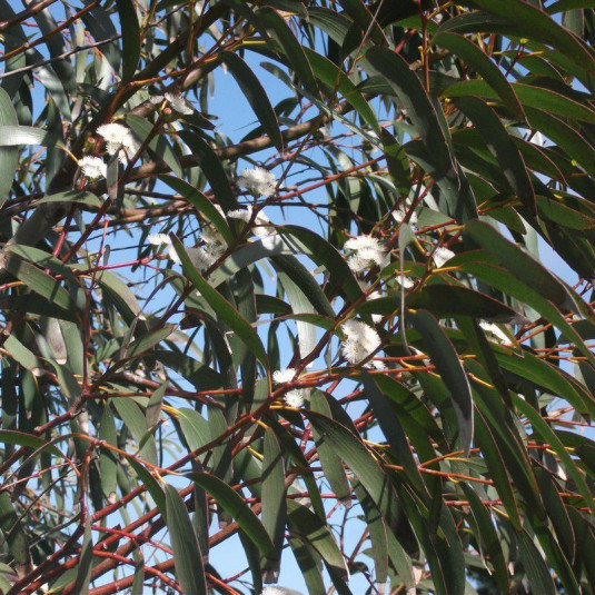 Eucalyptus niphophila - Gommier bleu des neiges