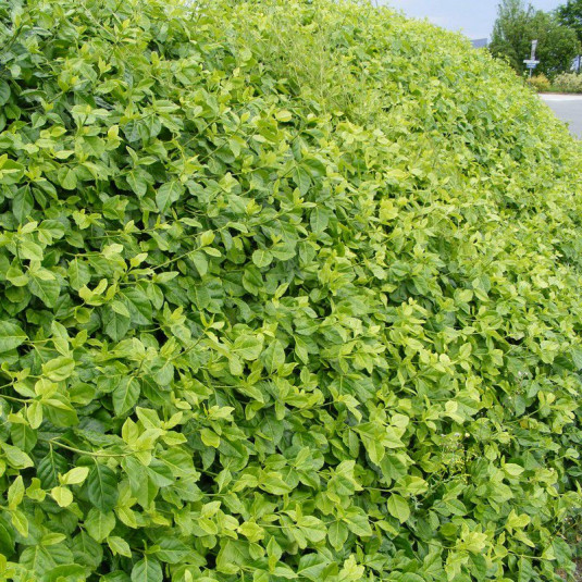 Euonymus fortunei 'Coloratus' - Fusain de Fortune persistant vert couvre-sol