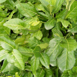 Euonymus fortunei 'Coloratus' - Fusain de Fortune persistant vert couvre-sol
