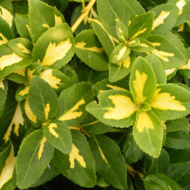 Euonymus fortunei 'Sunspot' - Fusain de Fortune panaché vert à macule jaune