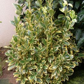 Euonymus japonicus 'Bravo' - Fusain du Japon persistant panaché vert et blanc