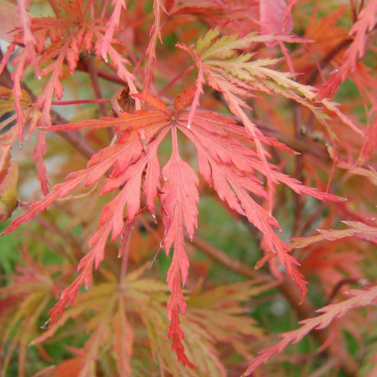 Acer palmatum 'Seiryu' - Erable du Japon orange issu de GREFFE