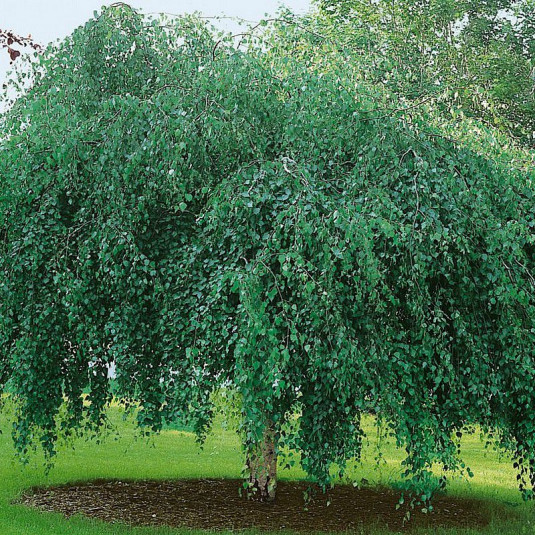 Betula pendula 'Youngii' - Bouleau pleureur issu de GREFFE