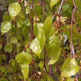 Betula pendula 'Youngii' - Bouleau pleureur issu de GREFFE