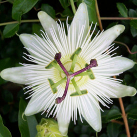 Passiflora caerulea 'Constance Eliott' - Fleur de la passion blanche