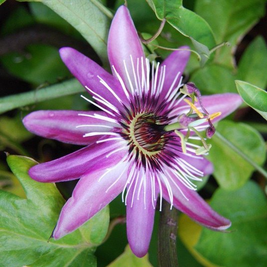 Passiflora violacea - Fleur de la passion violette