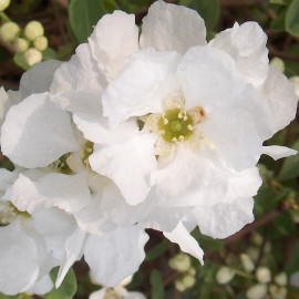 Exochorda macrantha 'The Bride' - Voile de Mariée - Exochorde double blanc