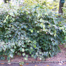 Fothergilla major - Fothergille géant à feuilles d'Aulne