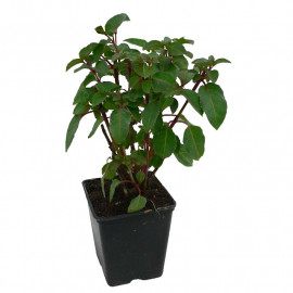Fuchsia 'Mrs Popple' - Fuschia bicolore rouge et pourpre