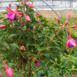 Fuchsia 'Tom Thumb' - Fuschia nain 'Tom Pouce' bicolore