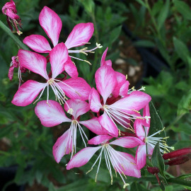 Gaura  lindheimeri 'Rosy jane'® - Gaura bicolore