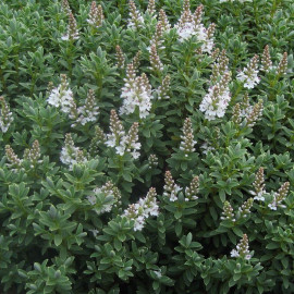 Hebe pinguifolia 'Sutherlandii' - Véronique blanche - Hébé naine