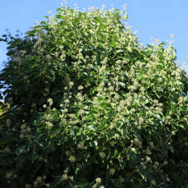 Hedera helix 'Arborescens' - Lierre en arbre arbustif