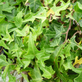 Hedera helix 'sagittifolia' - Lierre grimpant à feuilles sagittées - Lierre fer de flèche