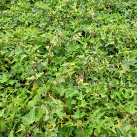 Hedera helix 'sagittifolia' - Lierre grimpant à feuilles sagittées - Lierre fer de flèche