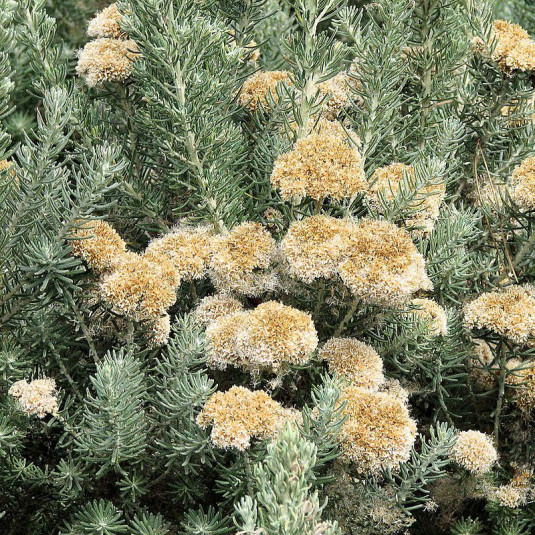 Helichrysum rosmarinifolium 'Silver Jubilee' - Ozothamnus à feuilles de romarin - Immortelle argentée
