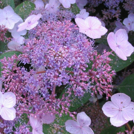 Hydrangea aspera 'Villosa' - Hortensia rugueux violet