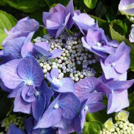 Hydrangea macrophylla 'Blaumeise' - Hortensia de jardin à boule rose ou bleue