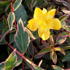 Hypericum moserianum 'Tricolor' - Millepertuis tricolore couvre-sol