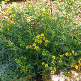 Hypericum kalmianum 'Gemo' - Millepertuis de Kalm jaune