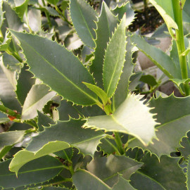 Ilex aquifolium 'Castanaeifolia' - Houx commun à feuilles de châtaignier