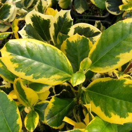 Ilex aquifolium 'Mme Briot' - Houx commun femelle panaché jaune