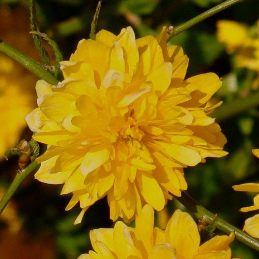 Kerria japonica 'Pleniflora' - Corète du Japon jaune à fleur double