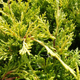Juniperus media 'Pfitzeriana Aurea' - Genévrier de Pfitzer jaune rampant