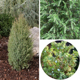 Juniperus communis 'Compressa' - Genévrier commun nain