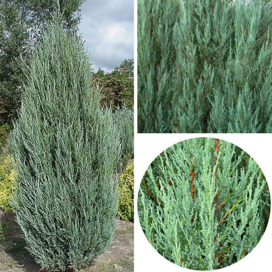 Juniperus scopulorum 'Blue Arrow' - Genévrier des Rocheuses bleu